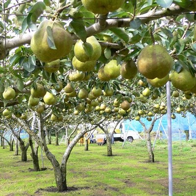 西洋梨(ラ・フランス)3.3kg　大玉　秀品　0009-2611