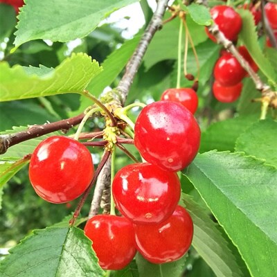 さくらんぼ(佐藤錦)500g　2Lサイズ　0046-2501