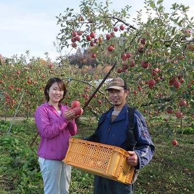 有機肥料栽培　葉とらずサンふじ　上山市産　5kg　18～25玉　秀品　0079-2523