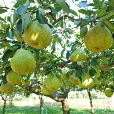 【定期便:全2回】ラ・フランス　2.5kgを2回お届け　0012-2606