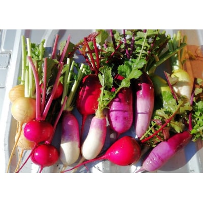 アルコアーナ農園野菜セット　Mサイズ　0148-2507