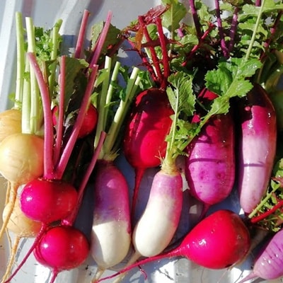 【2026年7月～発送】アルコアーナ農園野菜セット　Mサイズ　0148-2608