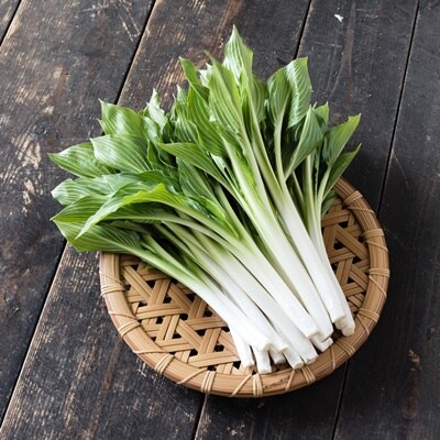 【ここでしか選べない野菜】GI登録「小笹うるい」(露地栽培)　150g×8袋　0060-2601