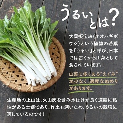 【ここでしか選べない野菜】GI登録「小笹うるい」(露地栽培)　150g×8袋　0060-2601