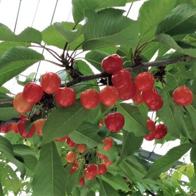 さくらんぼ(佐藤錦)1kg　2Lサイズ　0069-2607