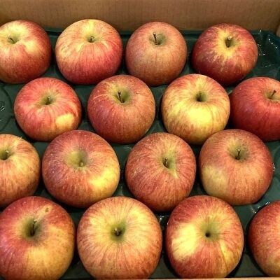 ふじりんご　10kg　26～40玉　ご家庭用　0044-2607
