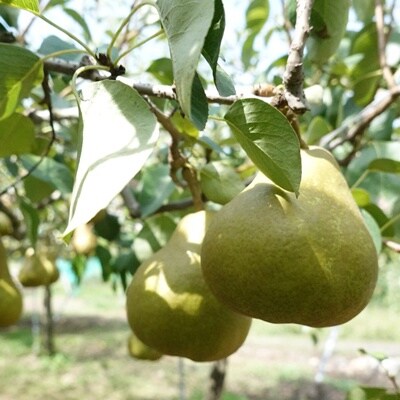 【定期便:全2回】オーロラとラ・フランス　各2.5kg　0012-2607