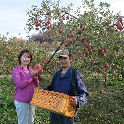 有機肥料栽培　葉とらずサンふじ　上山市産　5kg　14～25玉　ご家庭用　0079-2624