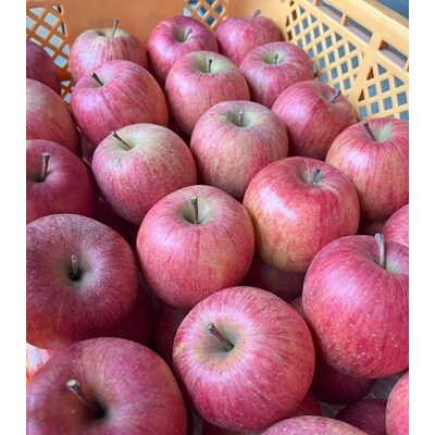 有機肥料栽培　葉とらずサンふじ　上山市産　5kg　14～25玉　ご家庭用　0079-2624