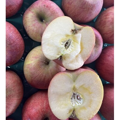 有機肥料栽培　葉とらずサンふじ　上山市産　5kg　14～25玉　ご家庭用　0079-2624