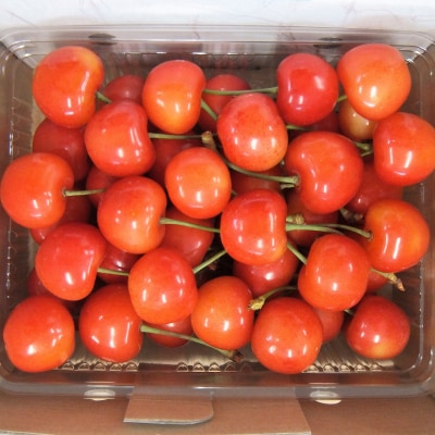 さくらんぼ(紅秀峰)500g　0056-2415
