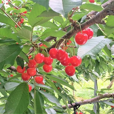 さくらんぼ(品種おまかせ)500g以上　秀品以上　0079-2607