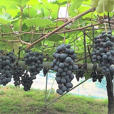 種無しぶどう(ピオーネ)2kg　0020-2614