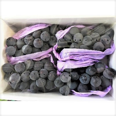 種無しぶどう(ピオーネ)2kg　0020-2614