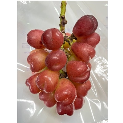 シャインマスカット入り詰め合わせぶどう　1.5kg　ご家庭用　0065-2604