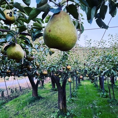 西洋梨(ラ・フランス)2kg　特秀品　0065-2606