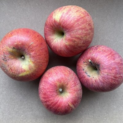 りんご(サンふじ)5kg　12～23個　ご家庭用　0065-2610