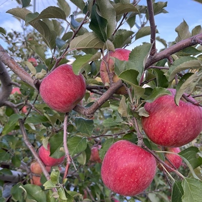 りんご(サンふじ)5kg　12～23個　ご家庭用　0065-2610