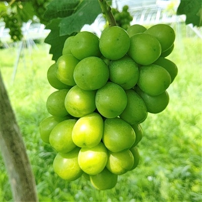 ぶどう(シャインマスカット)2房　合計1.6kg以上　0015-2605