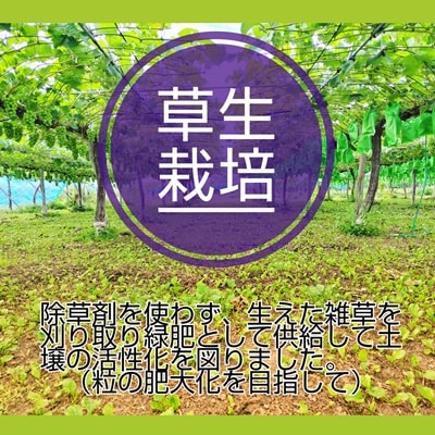 ぶどう(シャインマスカット)2房　合計1.6kg以上　0015-2605