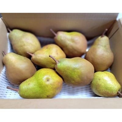 西洋梨(シルバーベル)3.5kg　ご家庭用　0142-2617