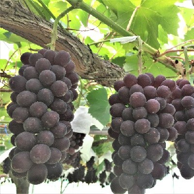 ぶどう(キングデラ)2kg 0066-2602