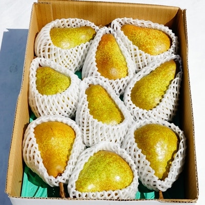 西洋梨(オーロラ)2.5kg　ご家庭用　0012-2610