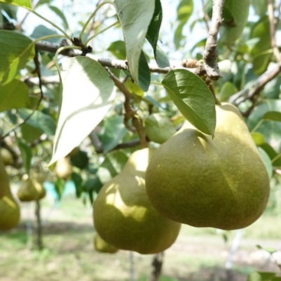 西洋梨(オーロラ)2.5kg　ご家庭用　0012-2610