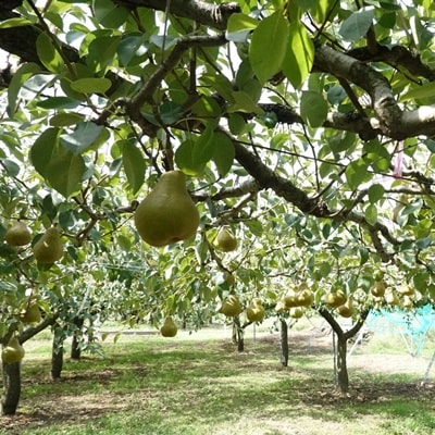 西洋梨(オーロラ)2.5kg　ご家庭用　0012-2610