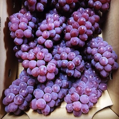 【農園直送!】種無ぶどう(デラウェア)2kg　特秀品　0044-2601