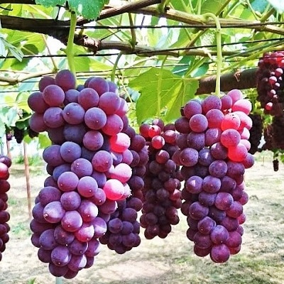 【農園直送!】種無ぶどう(デラウェア)2kg　特秀品　0044-2601