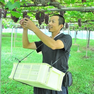 ぶどう(デラウェア)特秀品　0079-2610