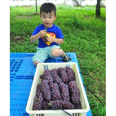 ぶどう(デラウェア)特秀品　0079-2610