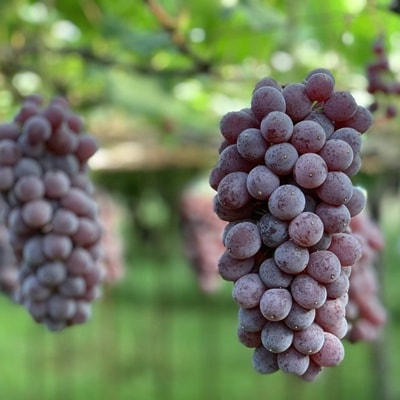 ぶどう(キングデラ)特秀品　0079-2611