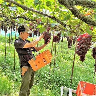 ぶどう(キングデラ)特秀品　0079-2611