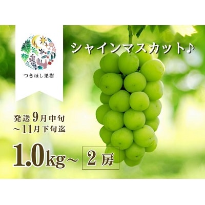 【産地直送】上山産・完熟シャインマスカット　1kg以上　ご家庭用　0140-2607