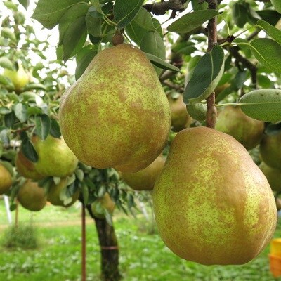 西洋梨(ラ・フランスまたはゴールドラ・フランス)2.5kg　中玉～大玉　0075-2608