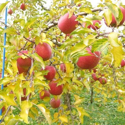 【2027年1月～発送】りんご(葉とらずサンふじ)3kg　ご家庭用　0075-2614