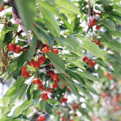 さくらんぼ(紅秀峰)800g　0055-2504