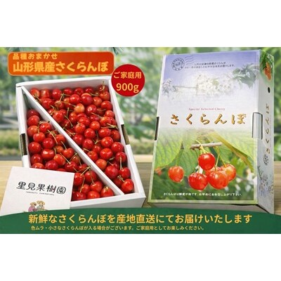 朝採りさくらんぼ(品種おまかせ)900g以上　ご家庭用　0079-2606