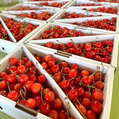 朝採りさくらんぼ(品種おまかせ)900g以上　ご家庭用　0079-2606