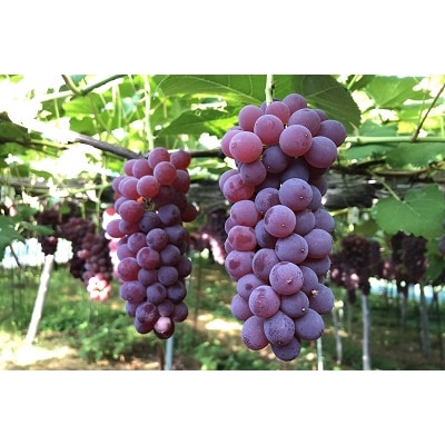 ぶどう(デラウェア)特秀品　0037-2603