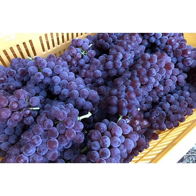 ぶどう(デラウェア)特秀品　0037-2603