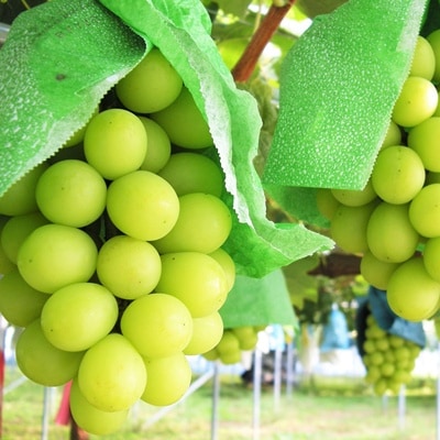 ぶどう(シャインマスカット)1.5kg　ご家庭用　0025-2612