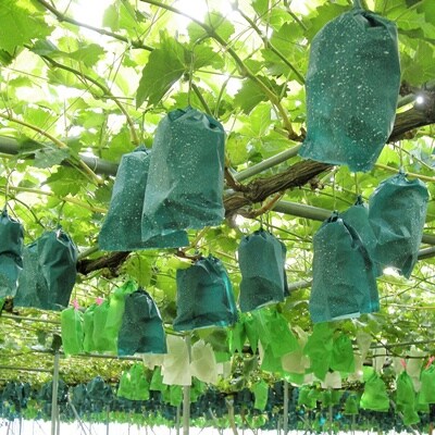 ぶどう(シャインマスカット)1.5kg　ご家庭用　0025-2612