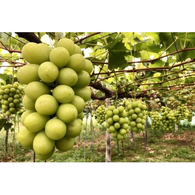 ぶどう(シャインマスカット)3～4房　合計1.8kg　0037-2604