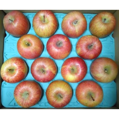 りんご(ふじ)5kg　ご家庭用　0017-2630