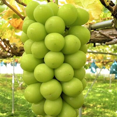 ぶどう(シャインマスカット)大房1房(1kg以上)　0025-2609