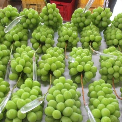 ぶどう(シャインマスカット)大房1房(1kg以上)　0025-2609