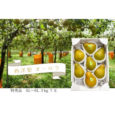 西洋梨(オーロラ)3kg　7玉　5L～6L　特秀品　0062-2503